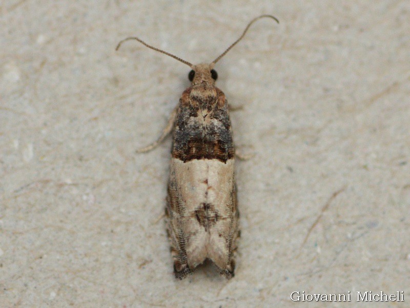 Tortricidae da determinare - cfr. Gypsonoma aceriana